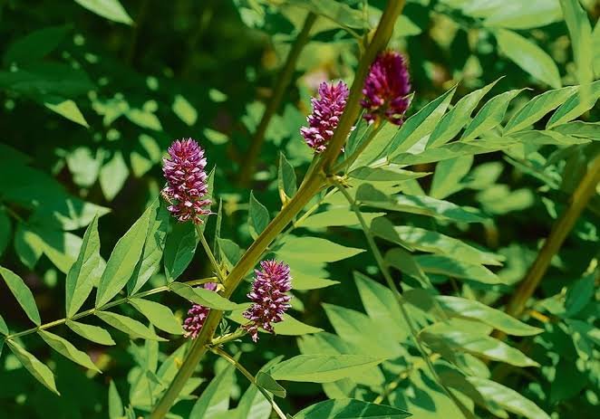 Licorice Leaves